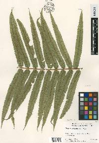 Menisciopsis cyatheoides image