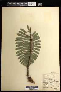 Cyathea multiflora image