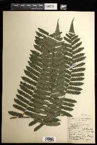 Cyathea multiflora image