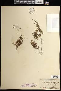 Hymenophyllum lanceolatum image