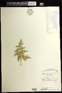 Notholaena aureolina image