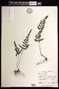 Lindsaea heterophylla image