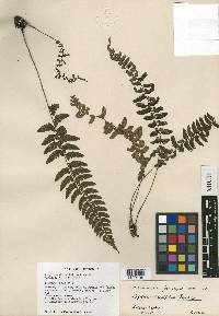 Athyrium puncticaule image