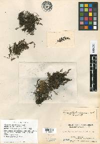 Hymenophyllum peltatum image