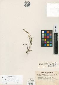 Moranopteris blepharidea image