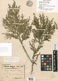 Selaginella minima image