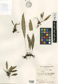 Elaphoglossum alan-smithii image