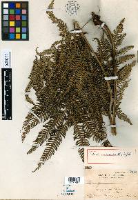 Pteris micracantha image