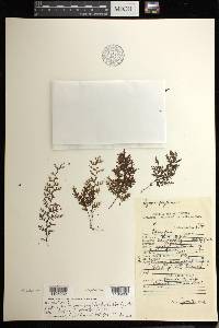 Hymenophyllum polyanthos image