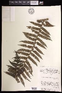 Alsophila woodwardioides image