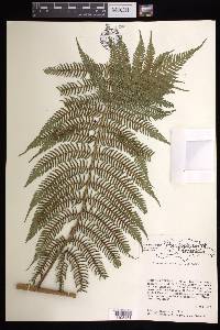 Cyathea arborea image