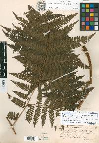 Megalastrum adenopteris image