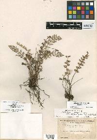 Notholaena grayi subsp. sonorensis image