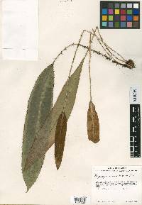 Elaphoglossum erinaceum var. occidentale image
