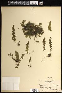 Hymenophyllum asplenioides image