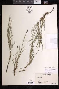 Equisetum arvense subsp. diffusum image