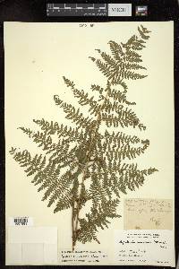 Hypolepis polypodioides image