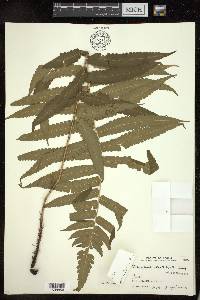 Dryopteris scottii image