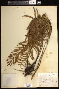 Plagiogyria egenolfioides var. latipinna image