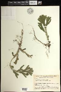 Selaginella epirrhizos image