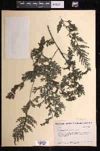Vandenboschia radicans image