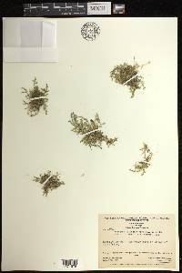 Selaginella scalariformis image