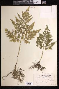 Japanobotrychum lanuginosum image
