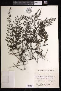 Vandenboschia striata image