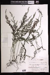 Vandenboschia striata image