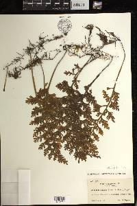 Hymenophyllum badium image