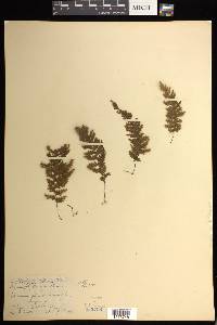 Hymenophyllum ferrugineum image