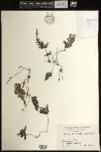 Hymenophyllum barbatum image