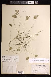 Marsilea mollis image