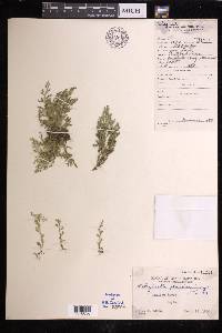 Selaginella philippina image