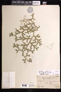 Selaginella opaca image