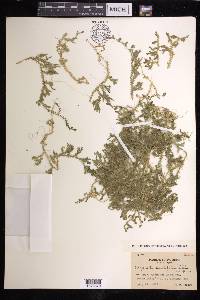 Selaginella remotifolia image