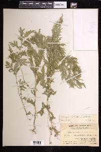 Selaginella moellendorffii image