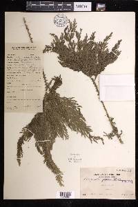 Selaginella jagorii image