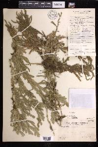 Selaginella latifrons image