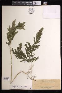 Selaginella fenixii image