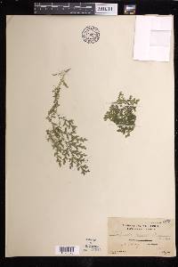 Selaginella eschscholzii image