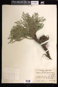 Selaginella tamariscina image