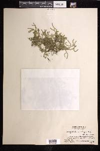 Selaginella xipholepis image