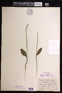 Ophioglossum pusillum image