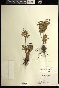 Anemia tomentosa image