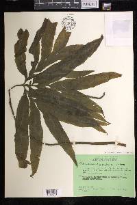 Helminthostachys zeylanica image