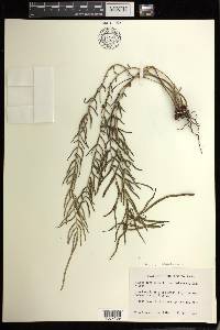 Pteris bahamensis image