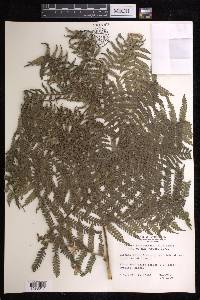 Dicksonia karsteniana image