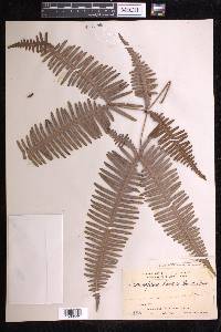 Dicranopteris linearis image