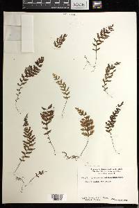 Hymenophyllum ferrugineum image